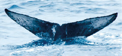 ZA-609 あゆみちゃん ♀