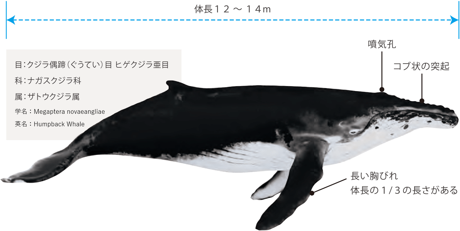 慶良間に回遊してくるザトウクジラ