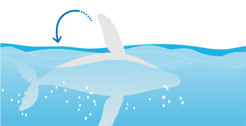 胸びれで海面をたたくペックスラップ