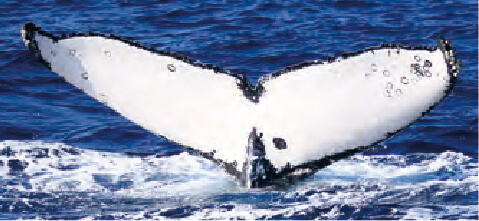 ZA-186 すぬーぴー ♂