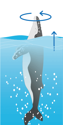 ギョロリと周囲を眺めるスパイホップ