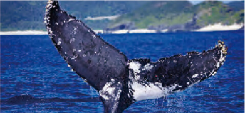 ZA-1451 スワン ♀