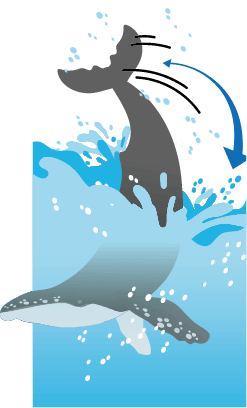 尾びれで海面をたたくテールスラップ