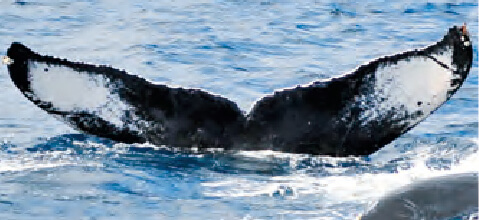 ZA-177 ホワイトレディー ♀