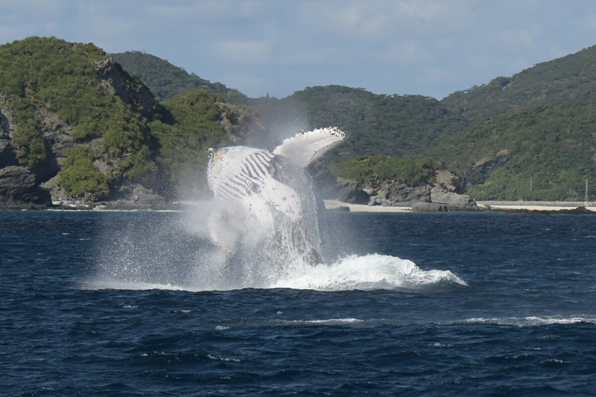 クジラへのストレスを減らす