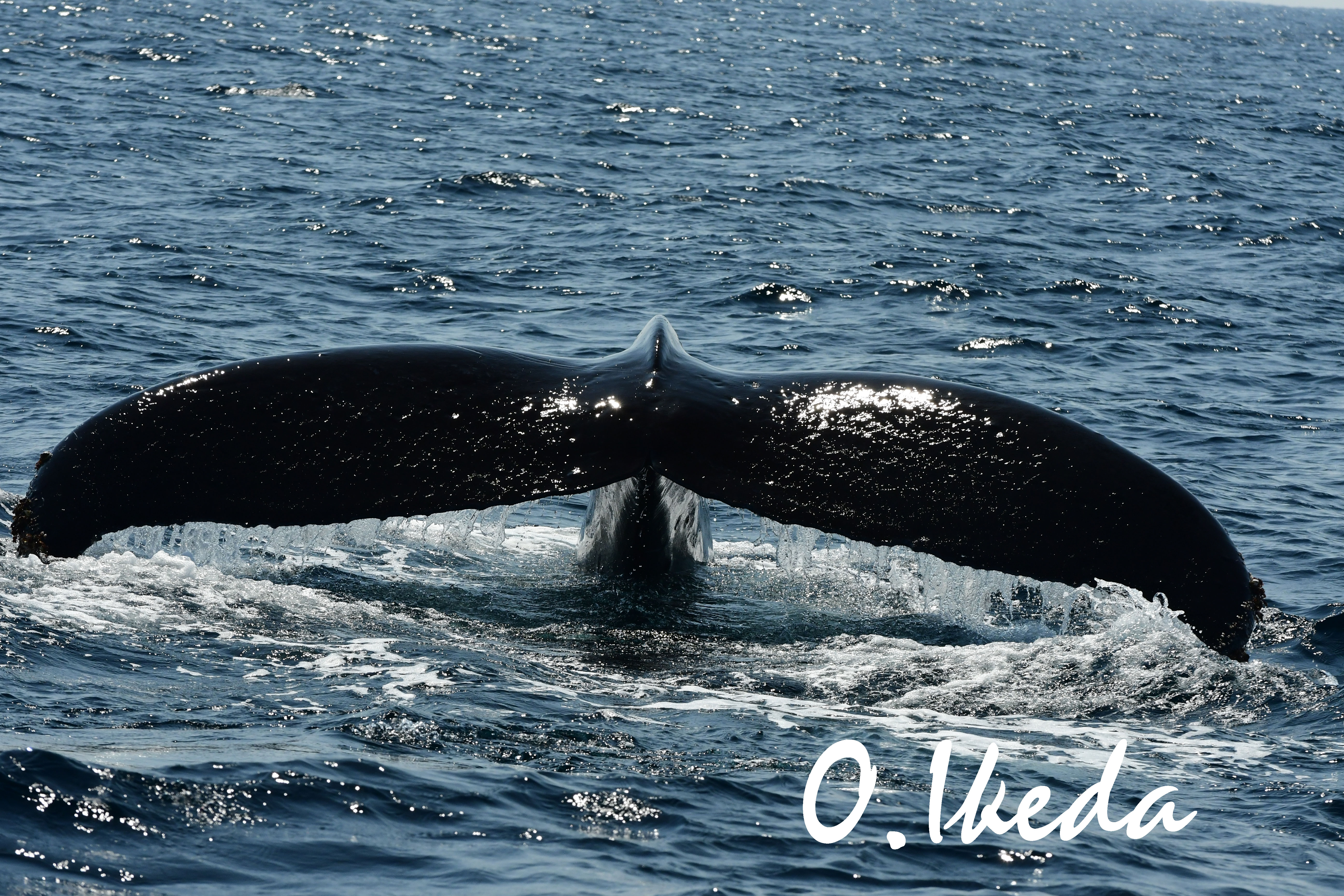 ネッシーか？！いや、クジラでした。 | スタッフブログ | 座間味村