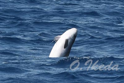 ビッグニュース！ | スタッフブログ | 座間味村ホエールウォッチング協会