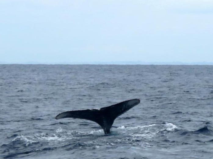 撮影者 H.Yマリン様