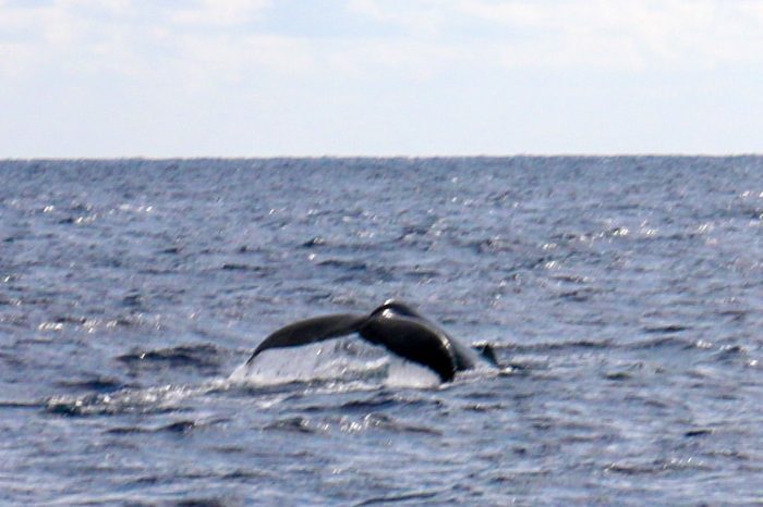 撮影者Kishor Hanchate　様