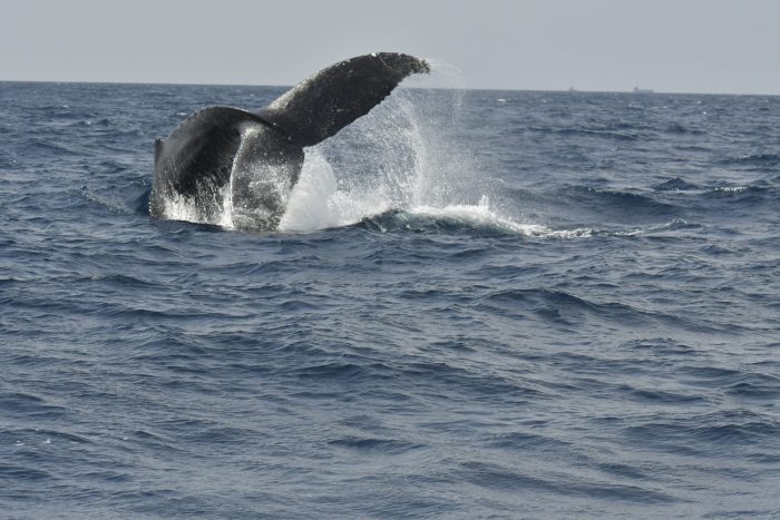 撮影者　会員105様