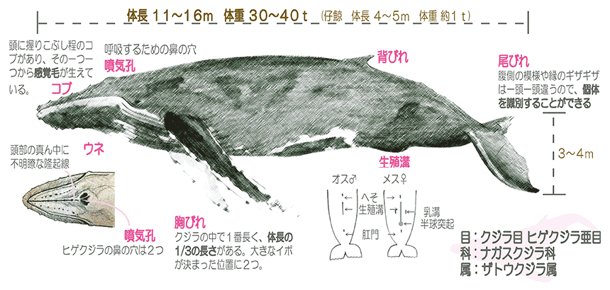 図：ザトウクジラ