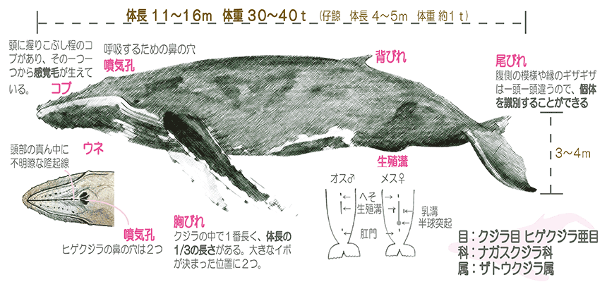 ぼうや様専用 マッコウクジラ 歯 - インテリア小物