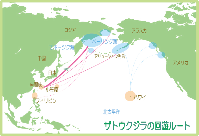 図：ザトウクジラの回遊ルート