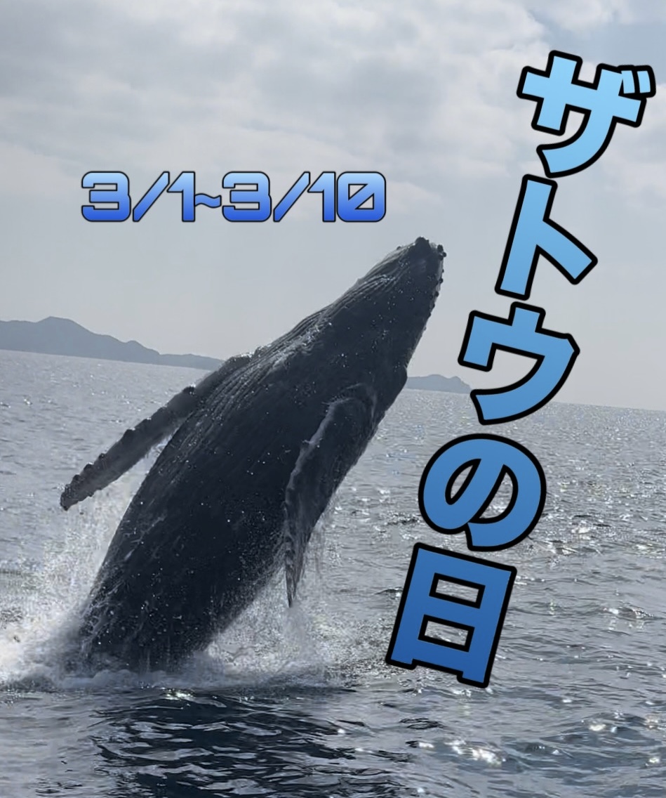 ザトウの日』 今年も開催！！ | 過去ブログ | 座間味村ホエール