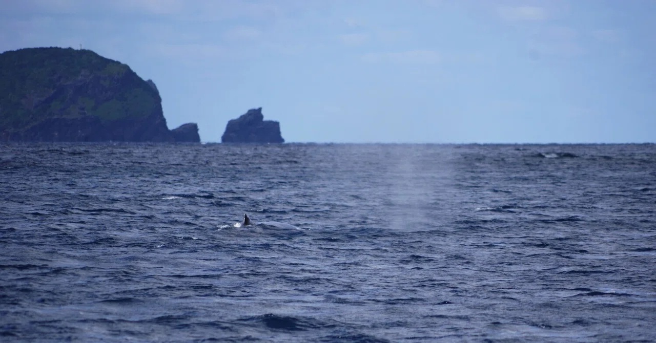 OPEN 3日めにしてやっと、ホエールウォッチング