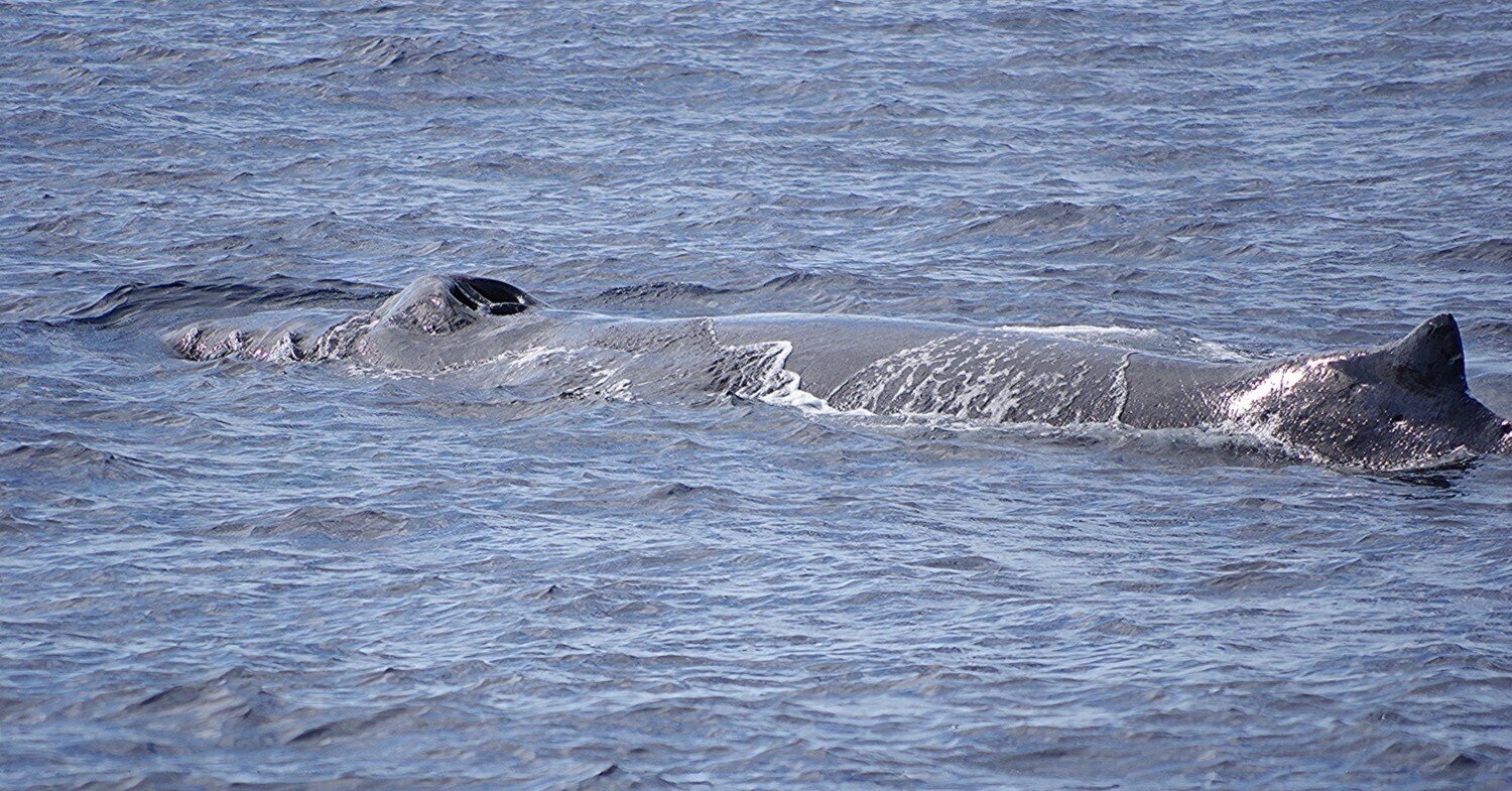 まだまだ頭数は少ないけど、ウォッチングできてます