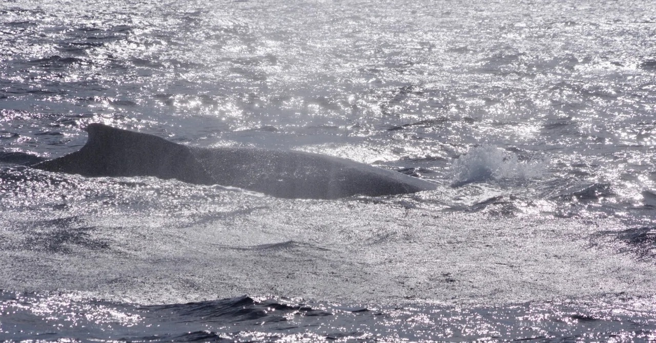 まさかのメイティング！