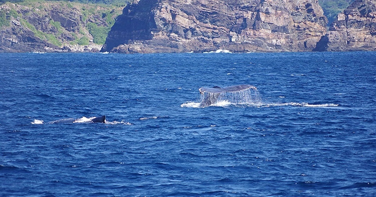 午前は大人クジラ、午後は親子クジラに会えましたぁ