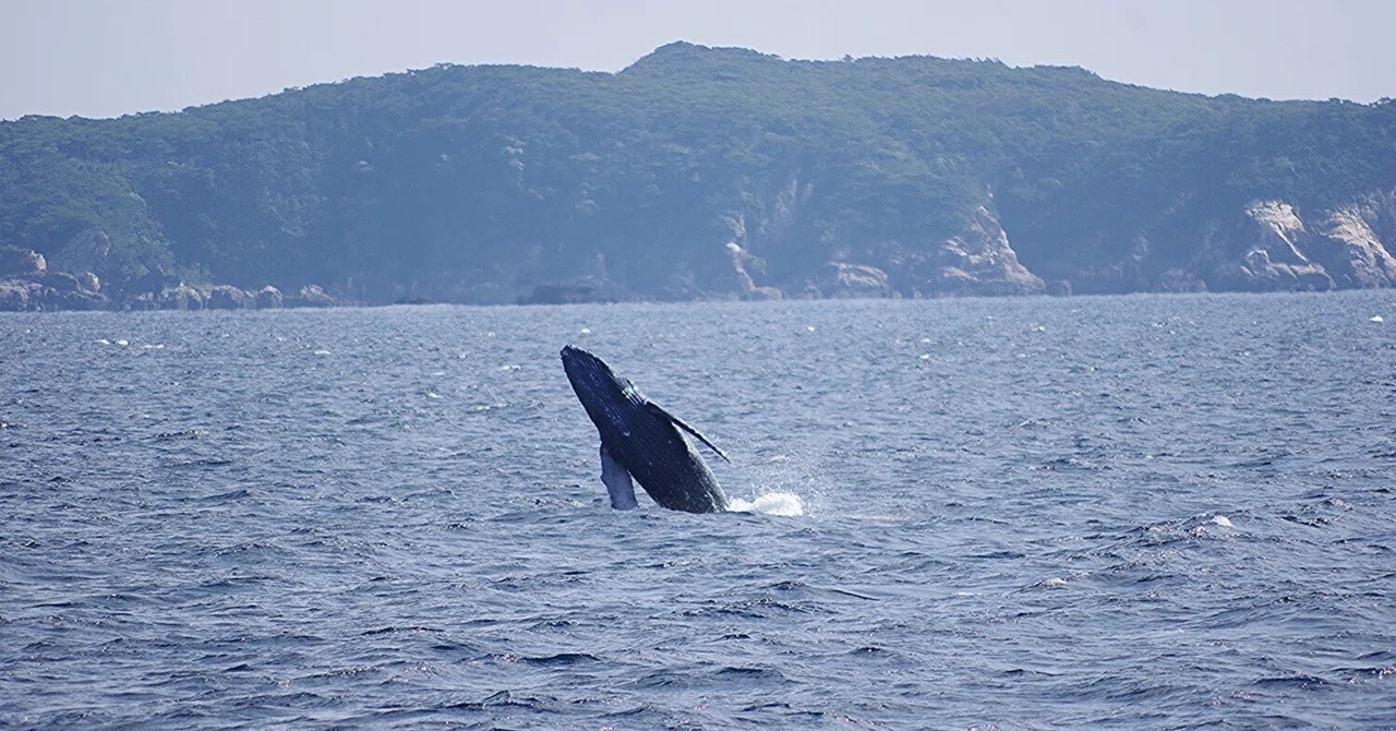 今日の子クジラも、元気いっぱい！