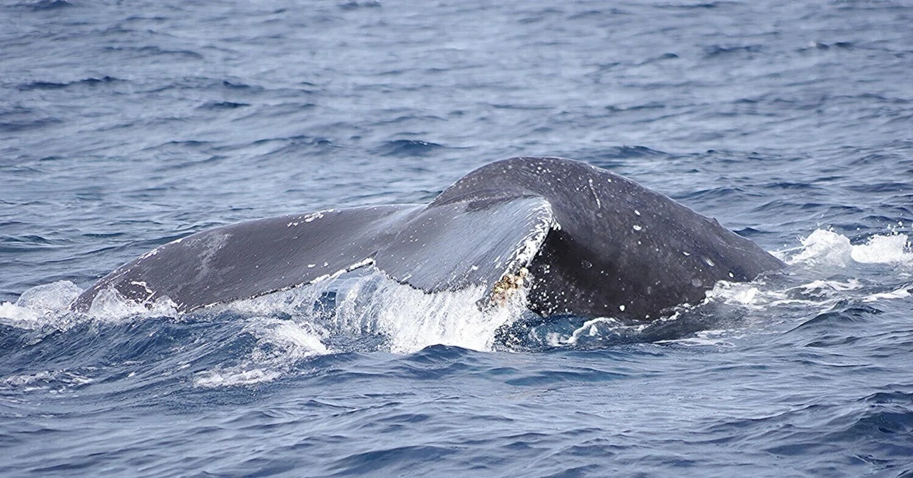午前も午後も座間味北側は、クジラだらけ~!