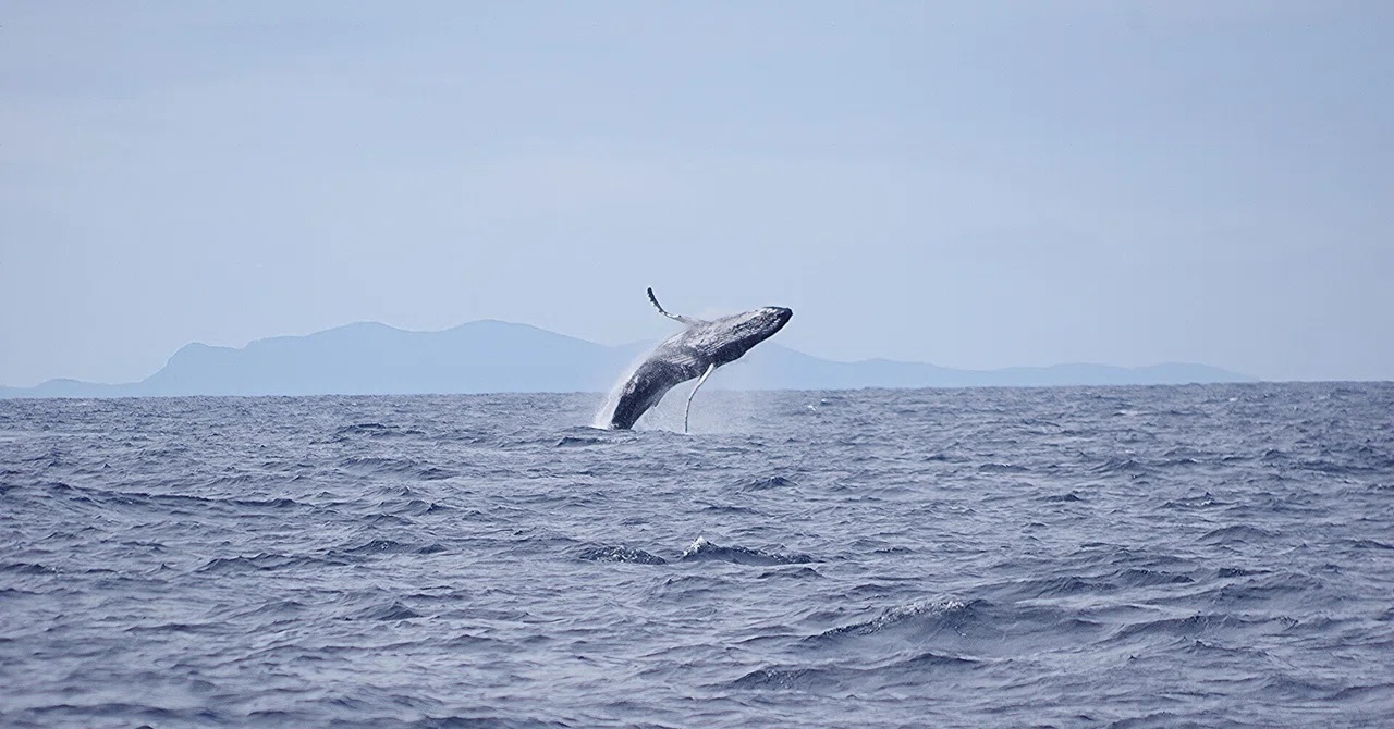 午前も　午後も　スタートは大アクションで始まった