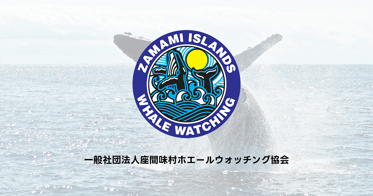 しまうまとくじら 座間味村ホエールウォッチング協会 | クジラと人が共に生きる、世界に