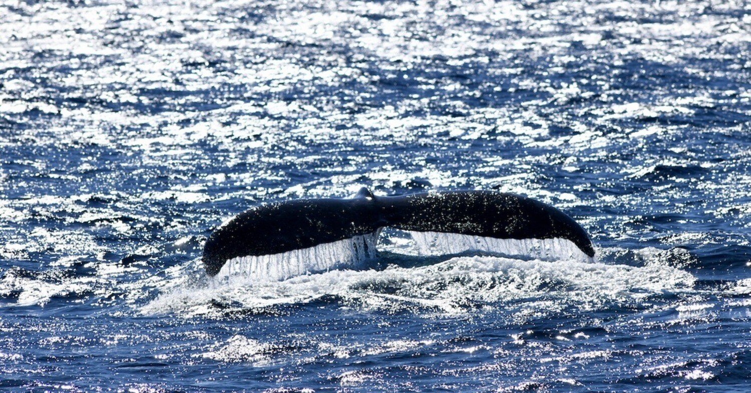 座間味島 北側でも 南側でも ウォッチングできました