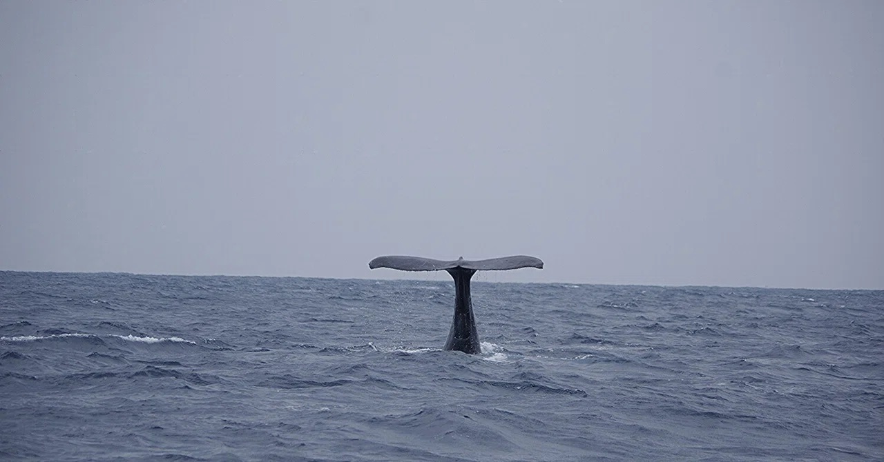 寒くて 長い一日(クジラに 出会えてよかった)