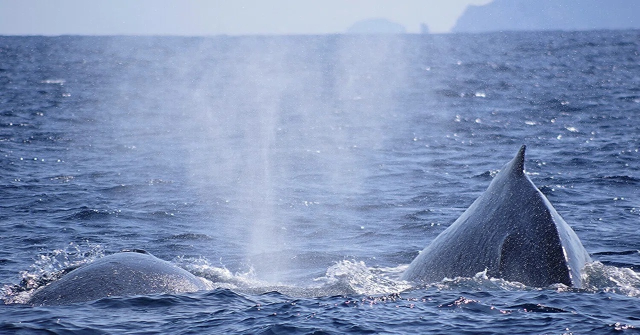 メイティング～♪　やっとウォッチングらしくなってきたー！