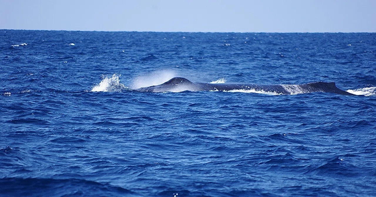 うぉ～！　午前６頭・午後５頭のメイティングーーー！