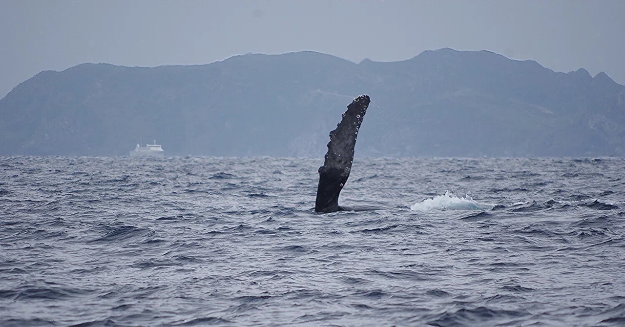 昨日たくさん居たクジラたちは、どこ？