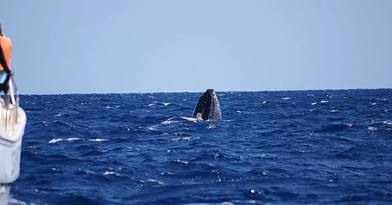 ３日間、ウォッチング中止(大しけのため) 、今日から再開です！