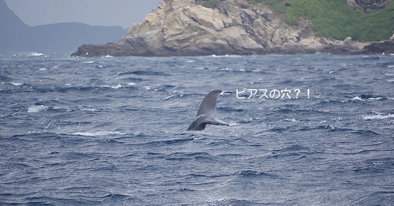 大時化でしたが、午前ウォッチングできました