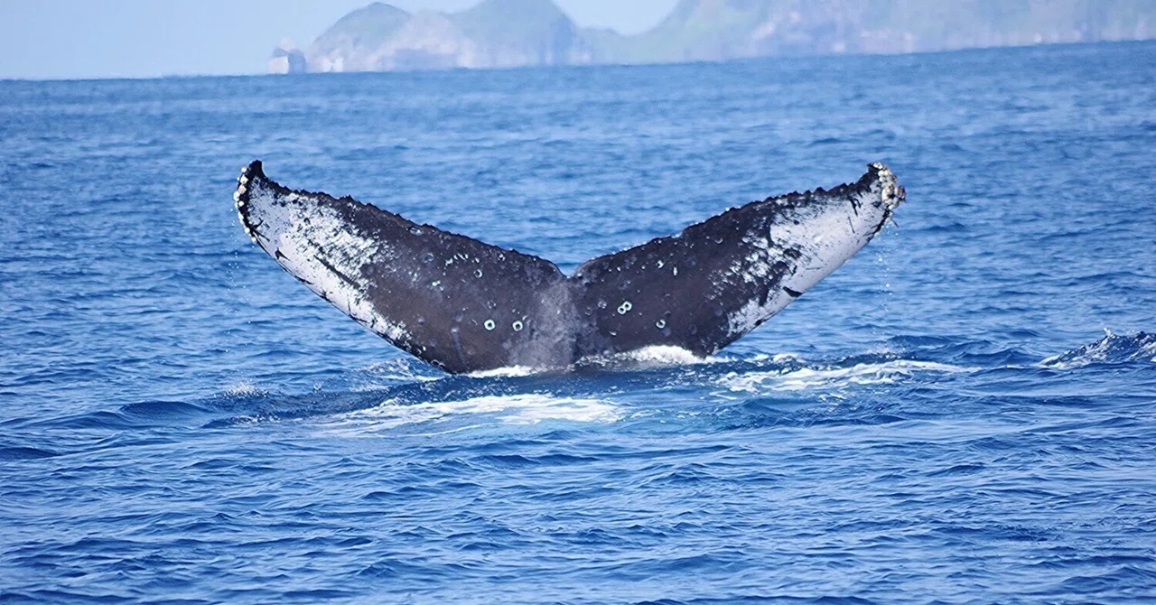 Whale Song day~♪♪♪