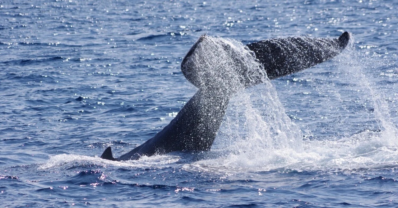 パフォーマンスありがとう　15回+13回連続～！