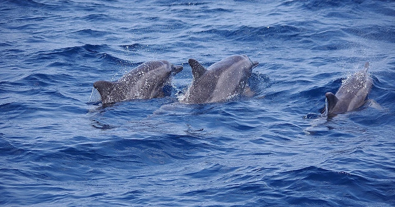 今シーズン 2回目のゼット(Z)!それも親子と一緒! そしてイルカとクジラのコラボ♪♪♪