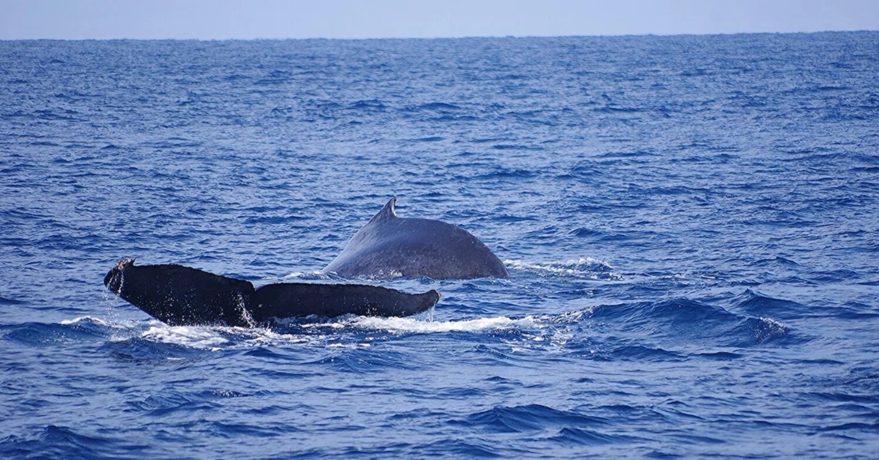 午前も午後も　ちょっと苦戦した今日のウォッチングで・し・た