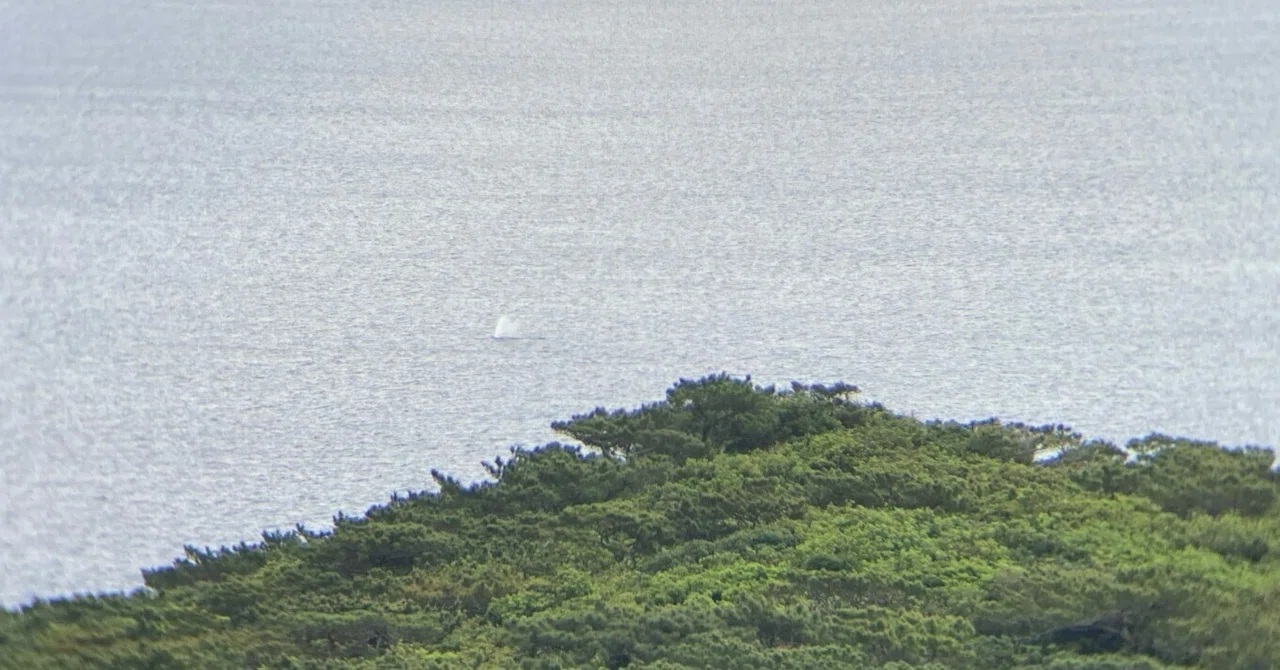 探鯨の魅力について語ります！