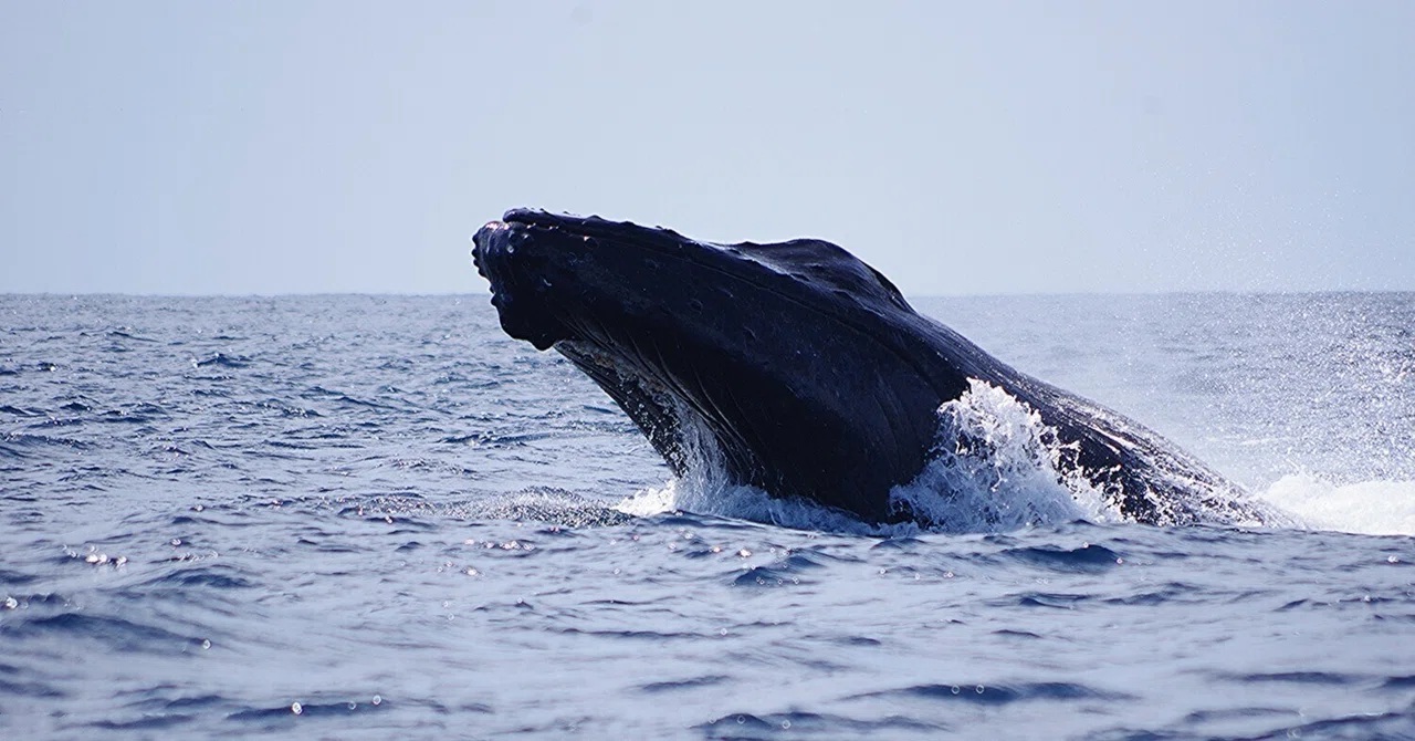 午前 ばらばらだったクジラ達が・・・午後には大集結して・・・すごいことに!