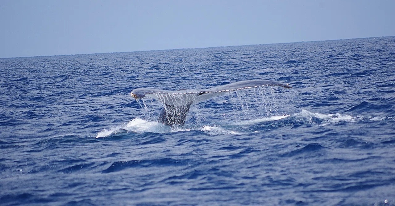 White & White の 二人組