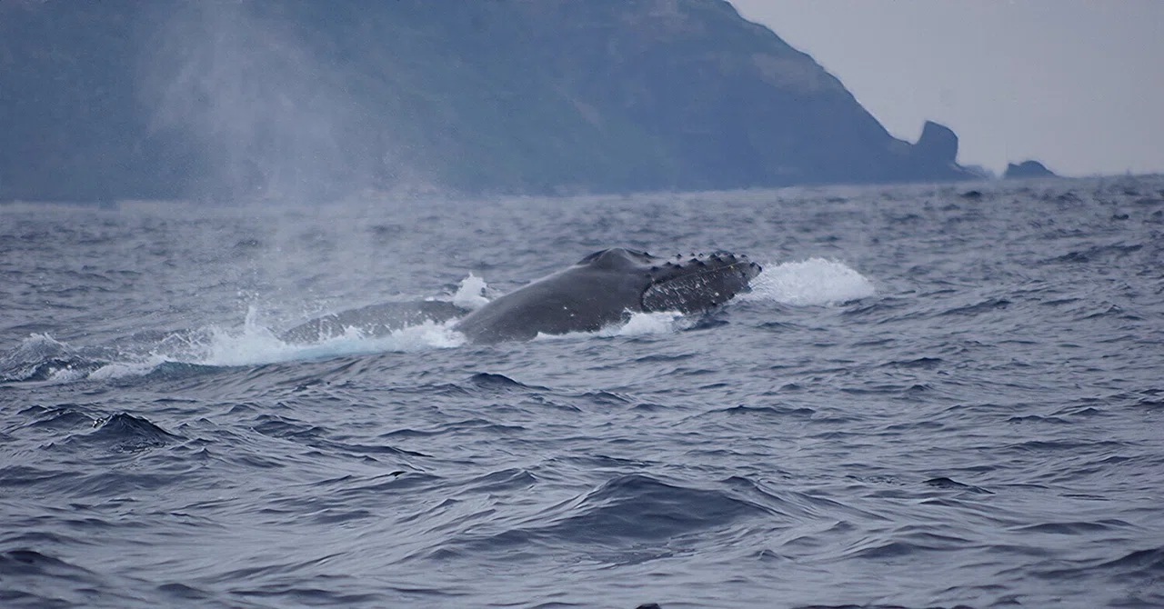 座間味島北側では、男の戦いが繰り広げられていた