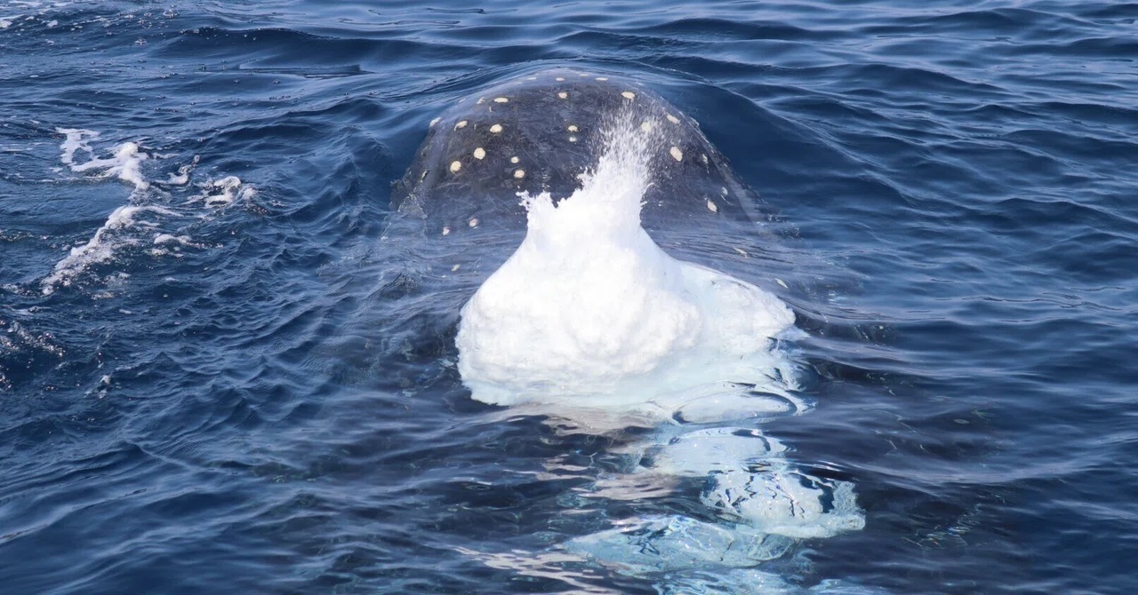 面白い行動がたくさん!