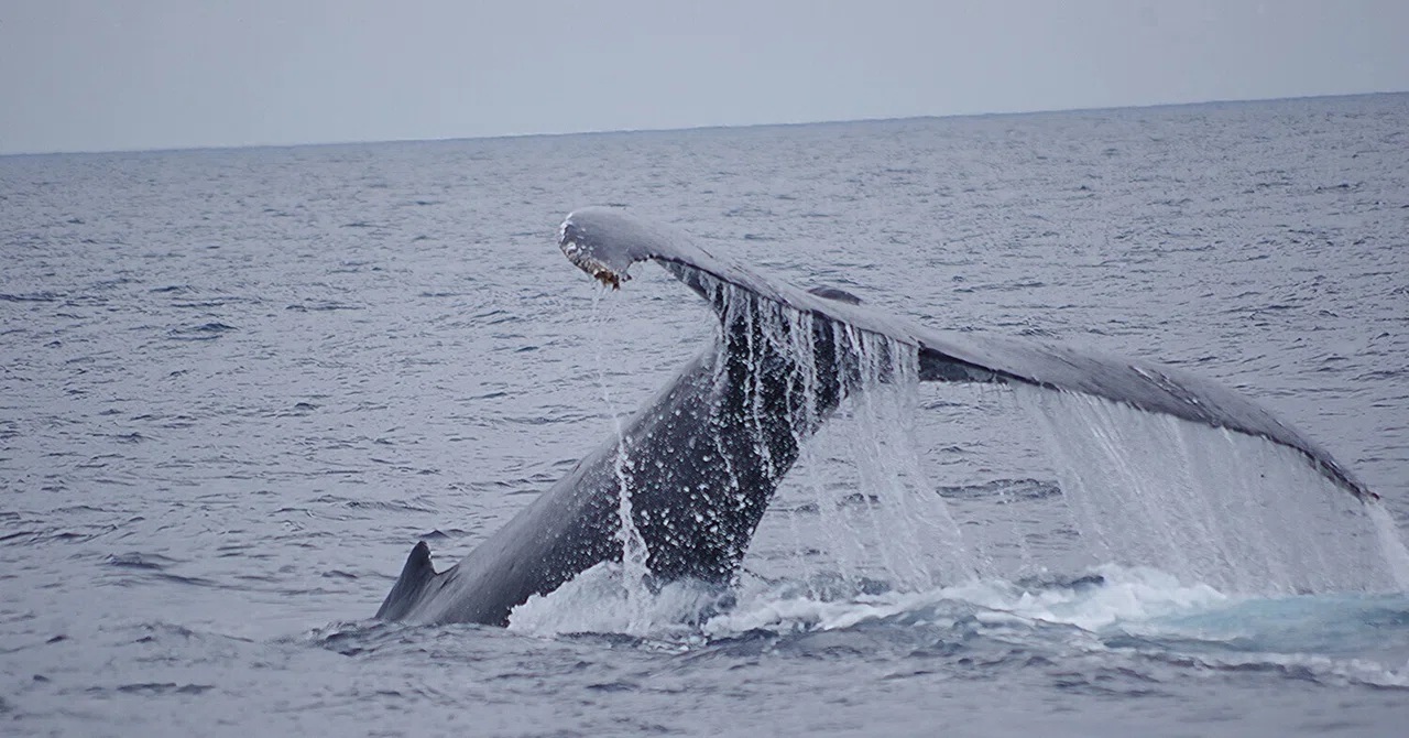 ダイナミック！　