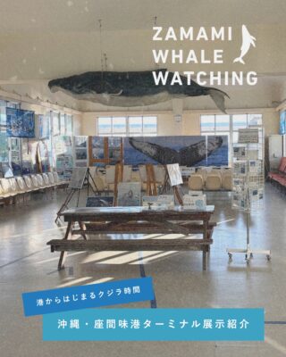 座間味村ホエールウォッチング協会 | クジラと人が共に生きる、世界に
